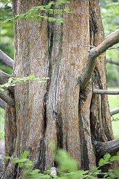 GameSpot：2022年值得游玩的8大魂类游戏